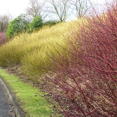 Dogwood (Cornus) Hedges